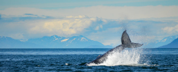 Humpback Whale in Canada