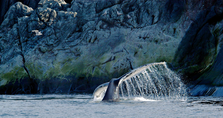 Humpback whale off the coast of Newfoundland