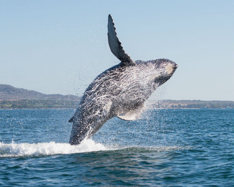 Humpback whale breaching off the coast of Tofino
