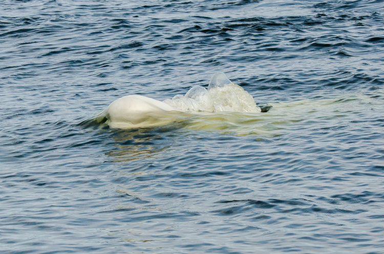 Beluga whale in the water