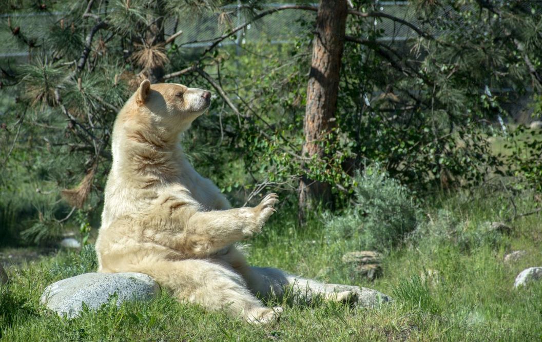 A Spirit Bear with golden fur sitting on a rock surrounded by green grass and trees. 